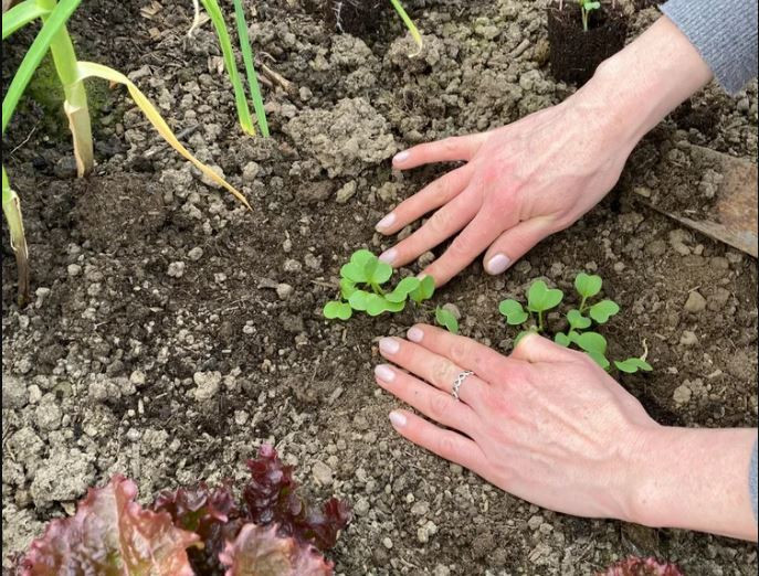 Community Garden Session (Open to Carers) at Littleover